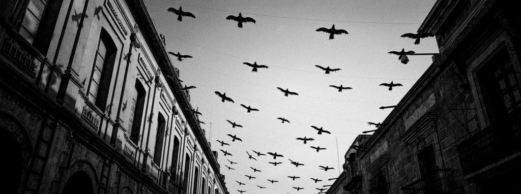 Aves a contraluz en una calle de Oaxaca